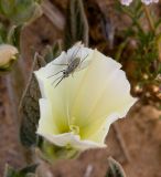 Convolvulus secundus