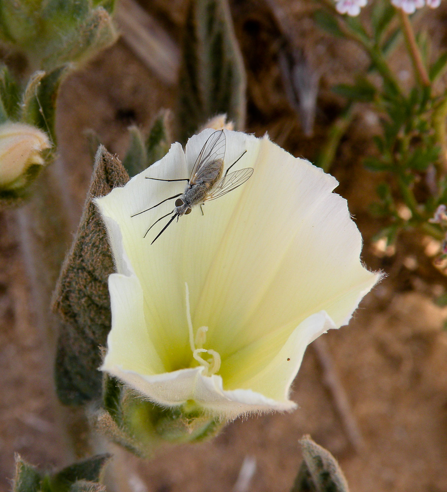 Image of Convolvulus secundus specimen.