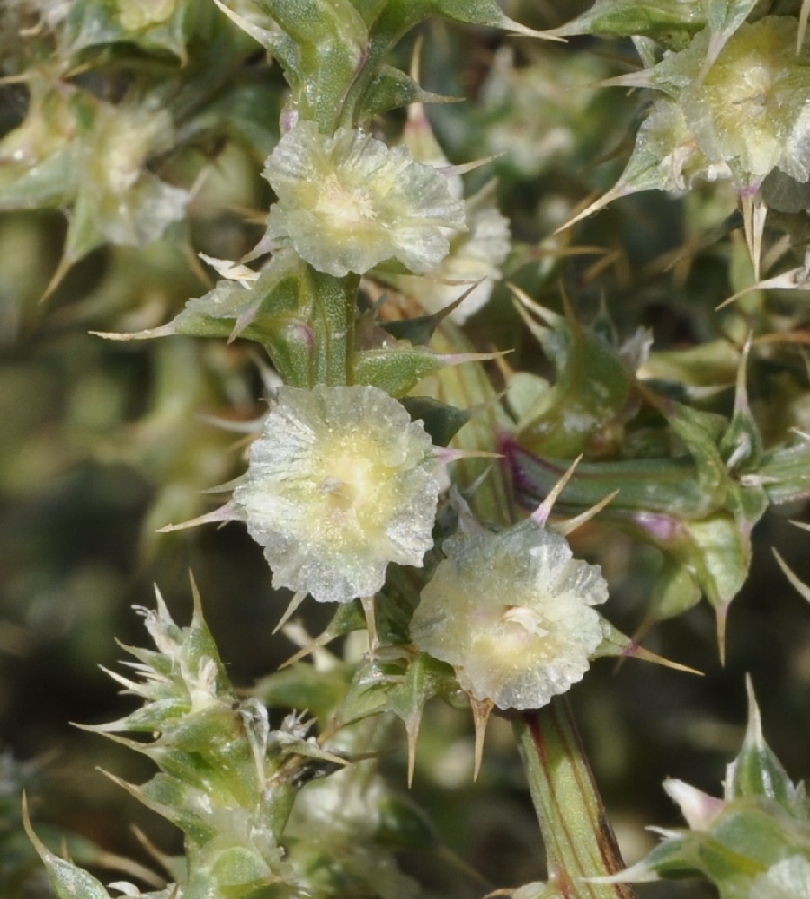 Image of Salsola pontica specimen.