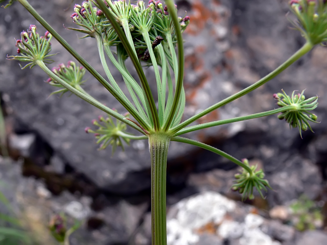 Изображение особи Pimpinella saxifraga.