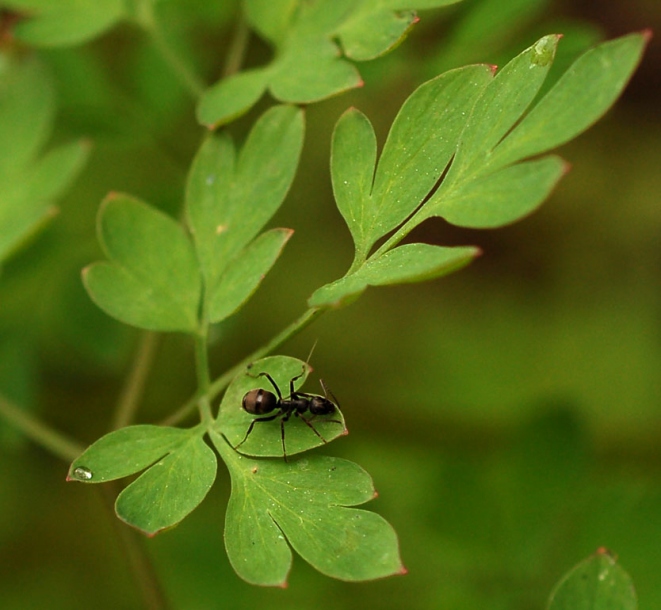 Image of Corydalis ochotensis specimen.