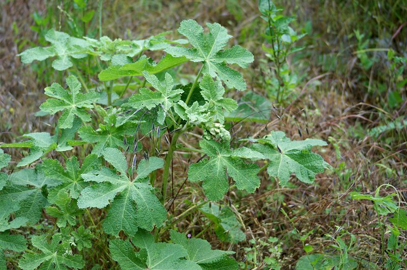 Image of Alcea rugosa specimen.