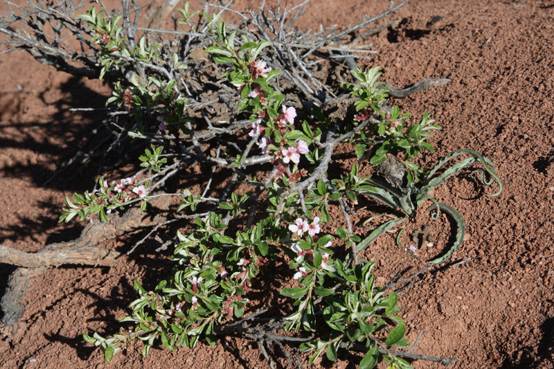 Image of Cerasus erythrocarpa specimen.