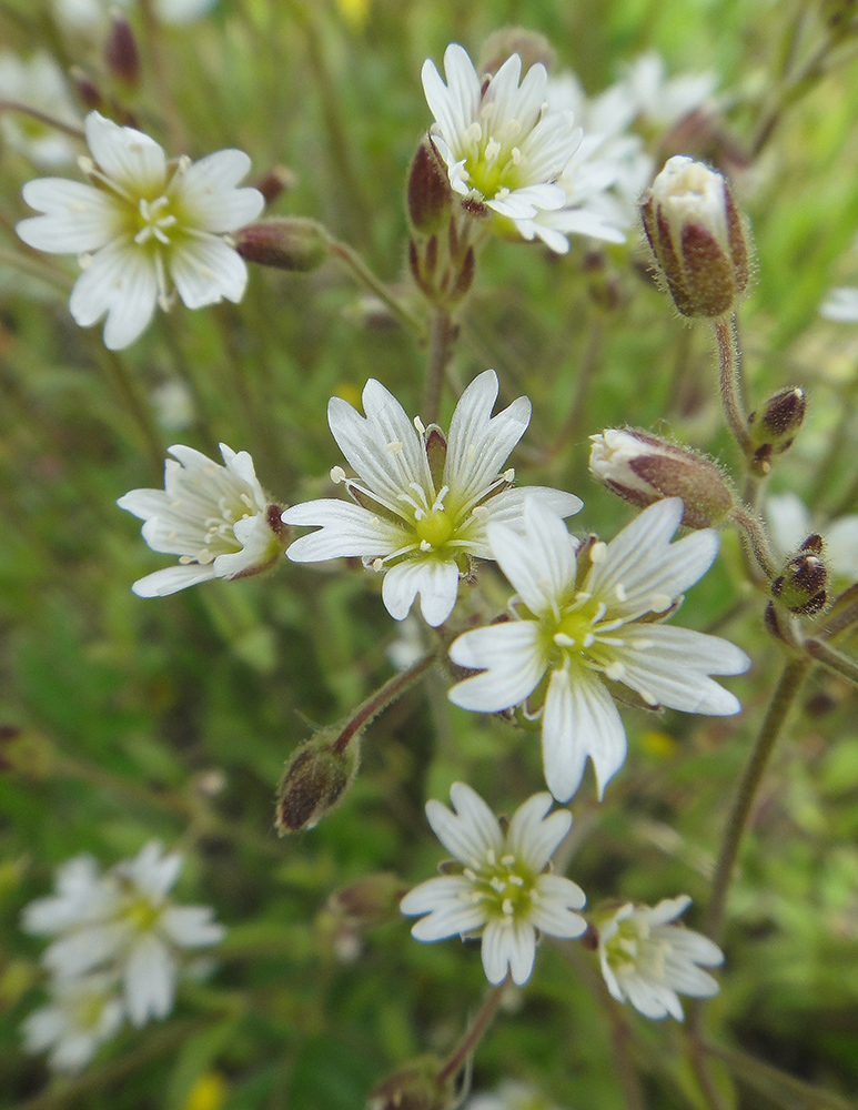 Изображение особи Cerastium subciliatum.