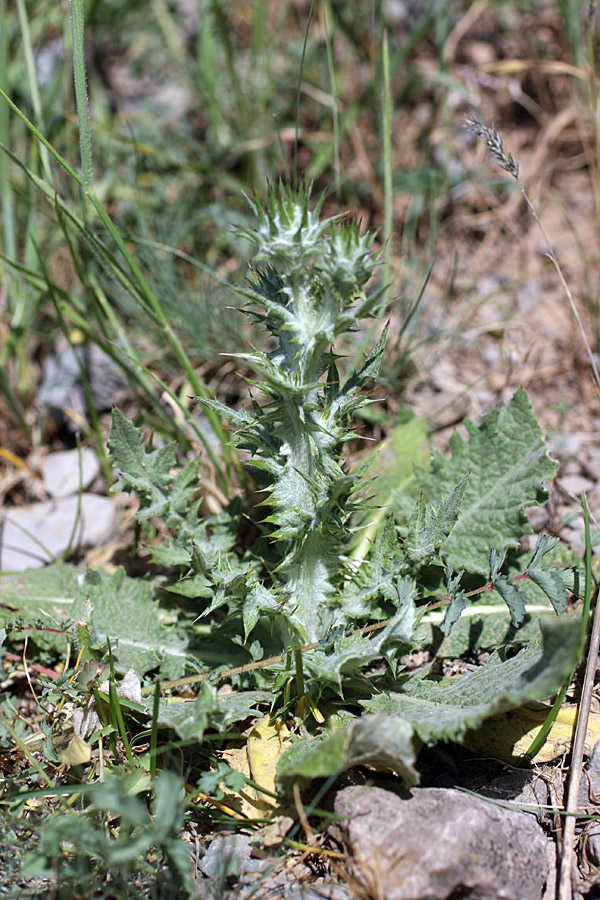 Изображение особи Cousinia microcarpa.