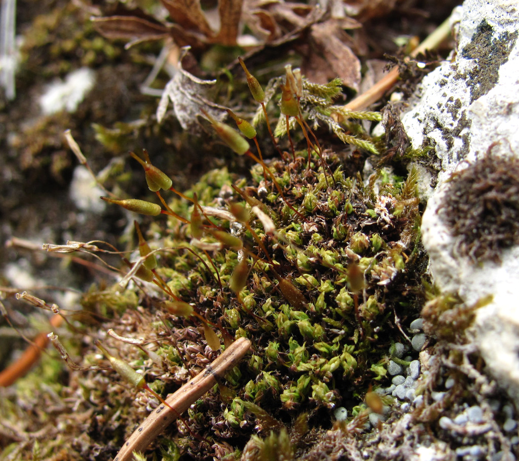 Image of genus Encalypta specimen.