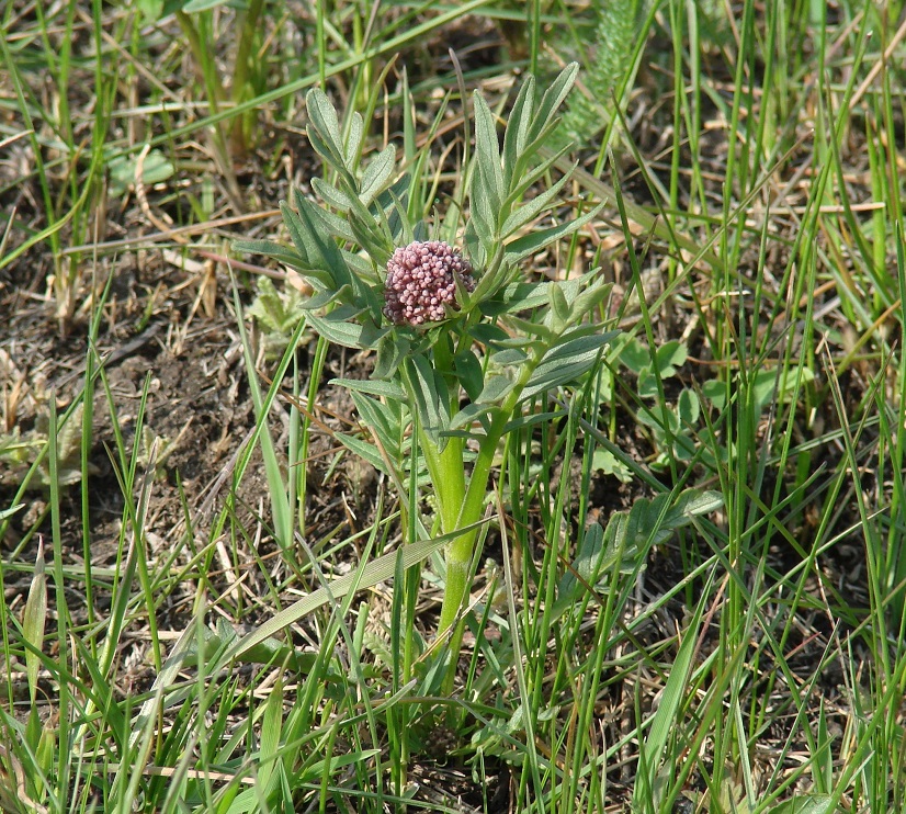 Изображение особи Valeriana alternifolia.