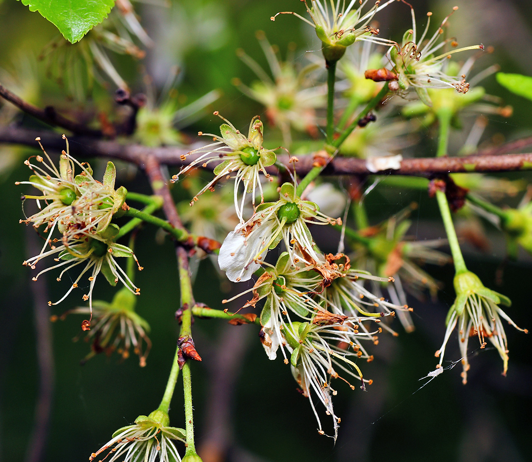 Image of Prunus spinosa specimen.