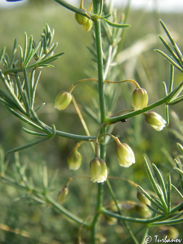 Image of Asparagus officinalis specimen.