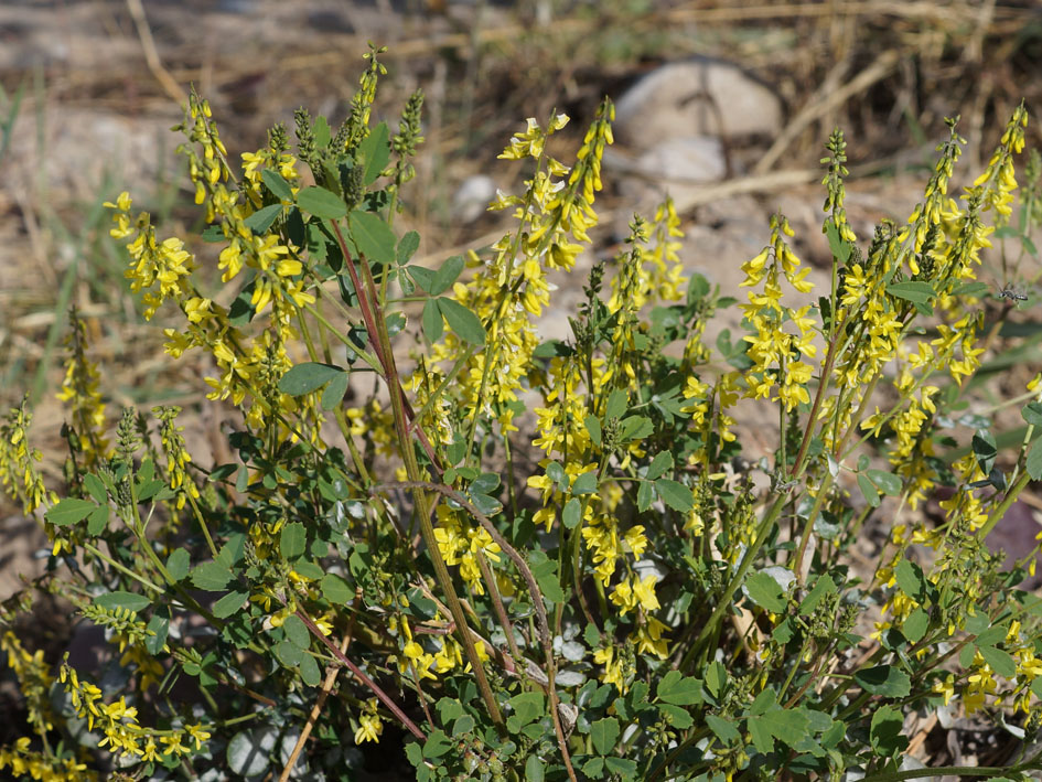 Image of Melilotus officinalis specimen.