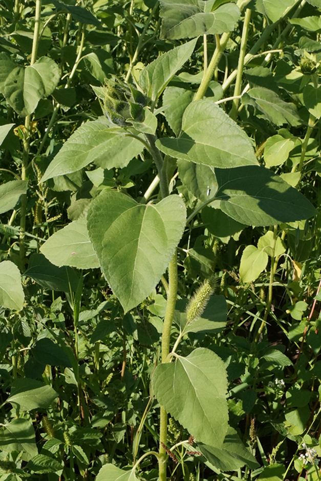 Image of Helianthus annuus specimen.