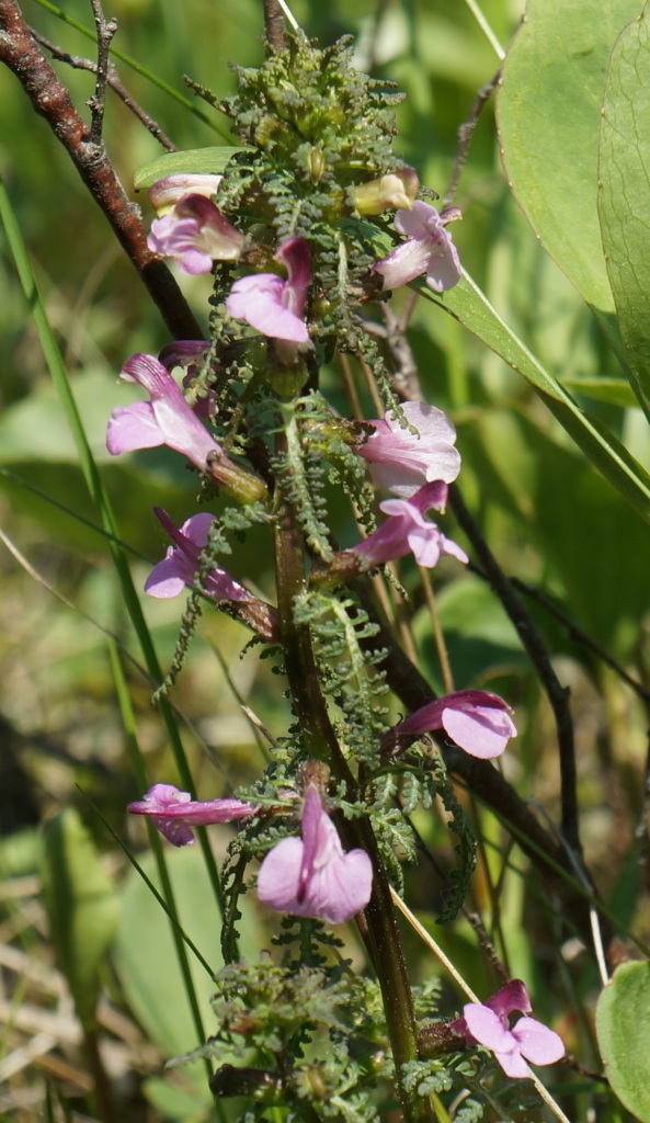 Image of Pedicularis palustris specimen.