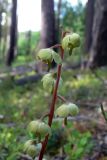 Pyrola chlorantha. Соцветие. Свердловская обл., Североуральский городской округ, окр. пос. Сосьва, бывшая дер. Воскресенка, лиственнично-елово-сосновый склон р. Сосьва. 13.06.2015.