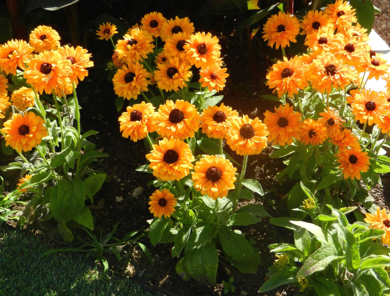 Image of Rudbeckia hirta specimen.