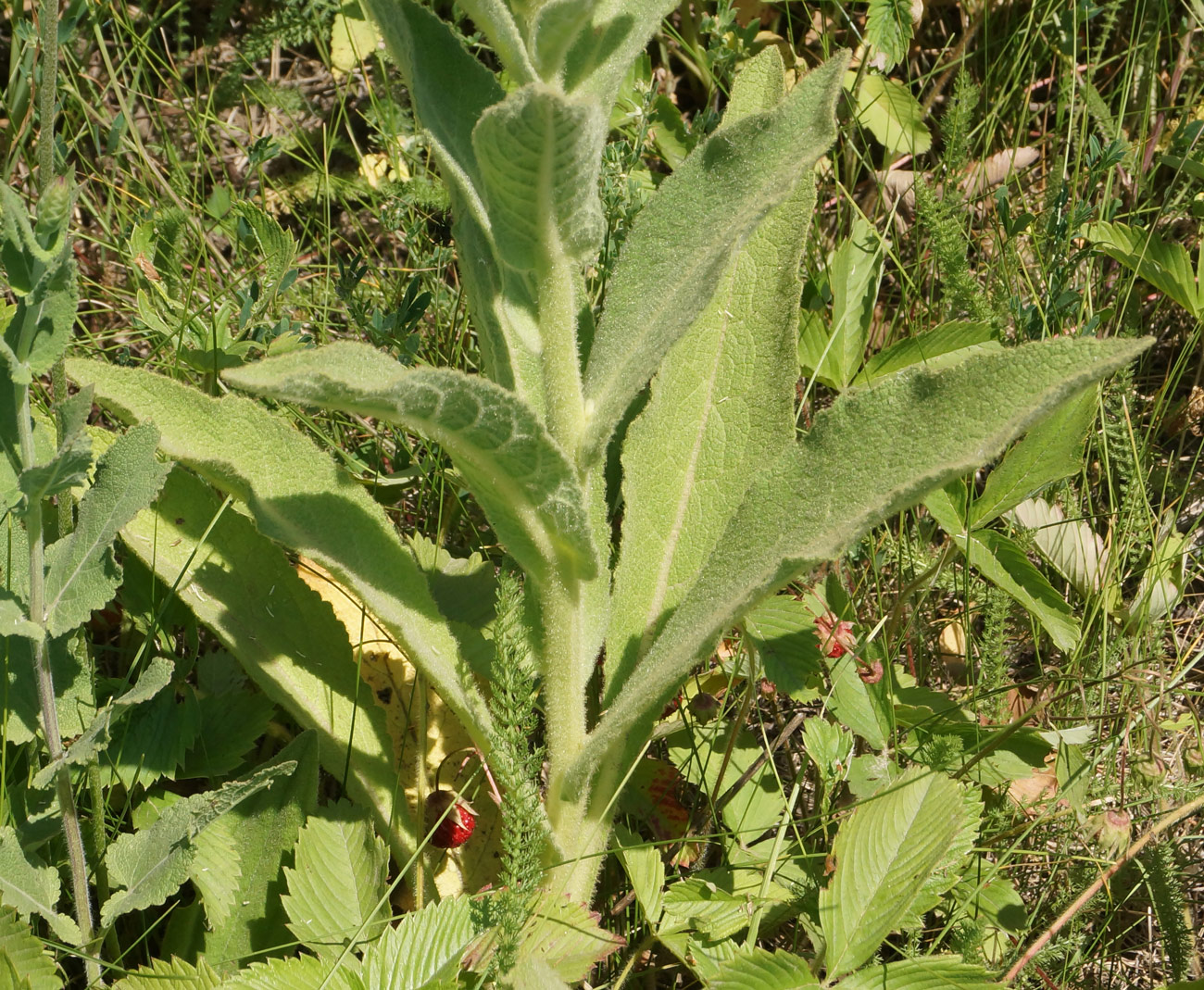 Image of Verbascum phlomoides specimen.