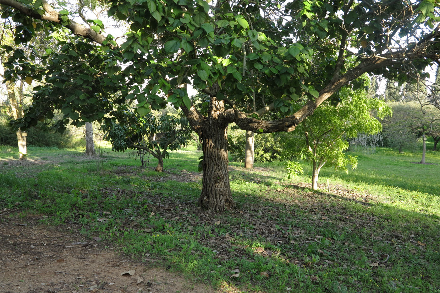 Image of Hibiscus elatus specimen.