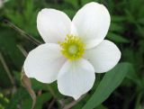 Anemone sylvestris