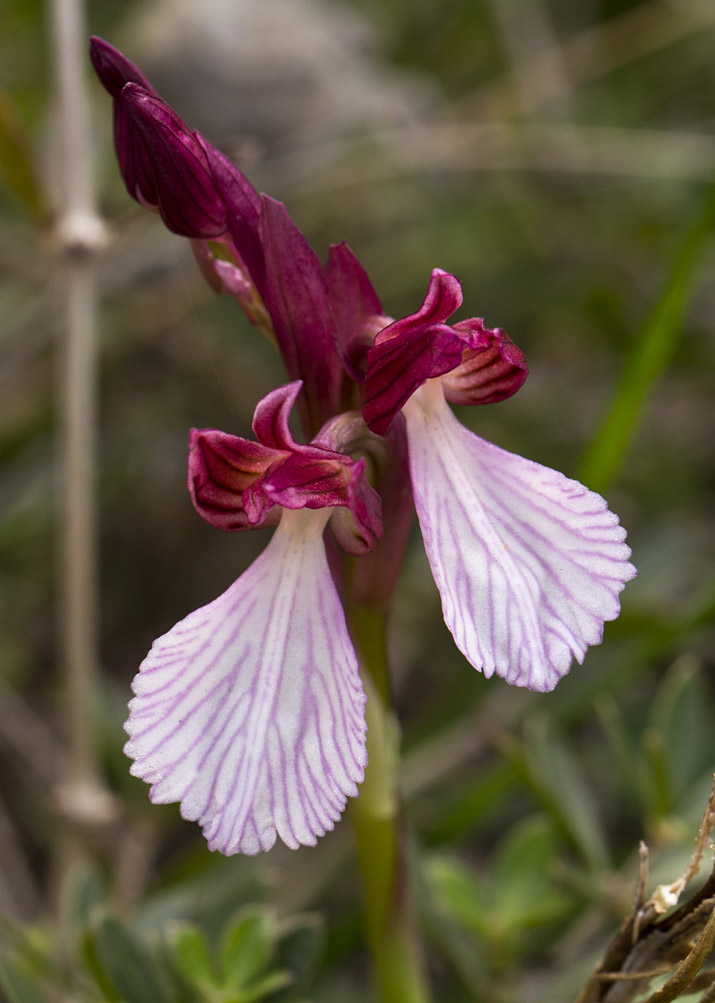 Image of Anacamptis papilionacea specimen.