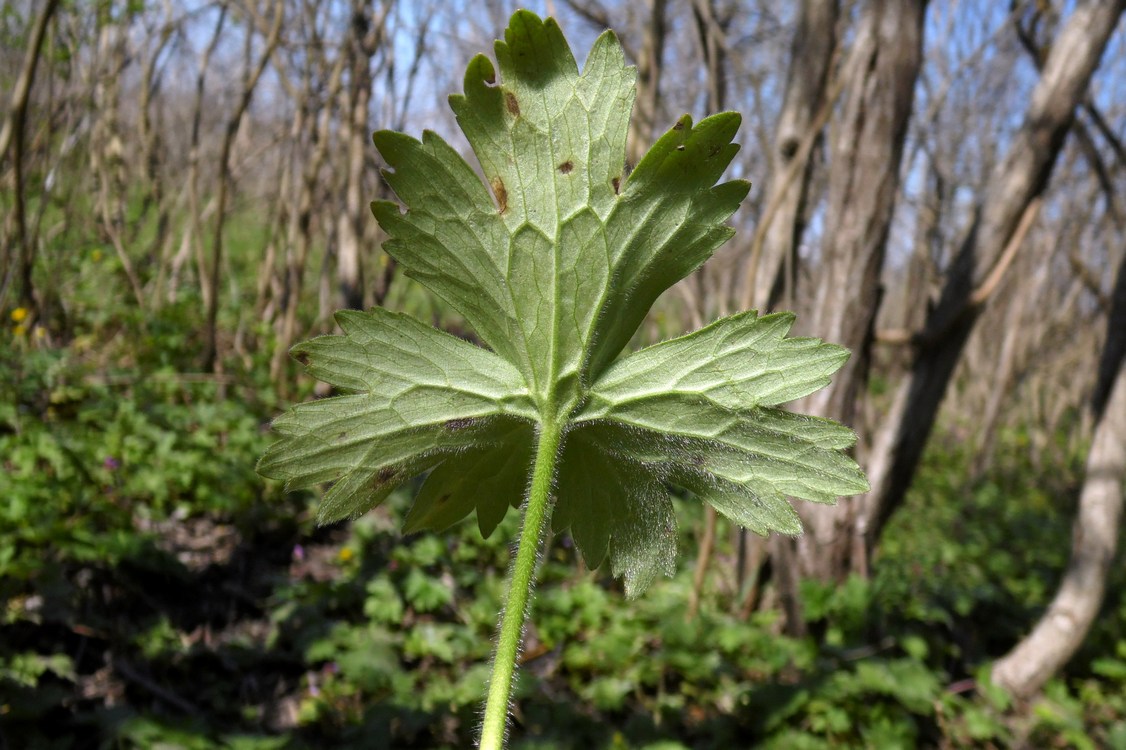 Image of Ranunculus constantinopolitanus specimen.