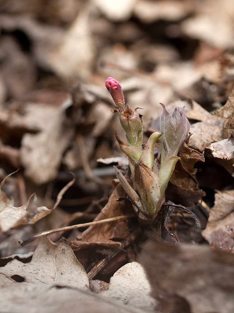 Изображение особи Pulmonaria obscura.