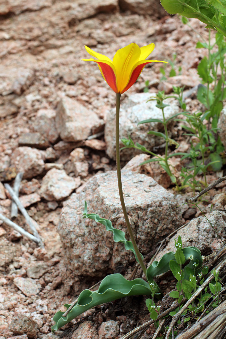 Image of Tulipa dubia specimen.