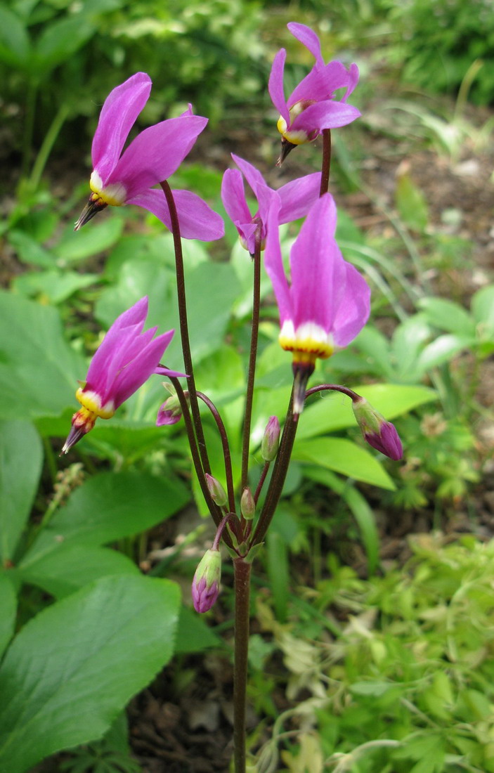 Изображение особи Dodecatheon meadia.