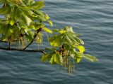 Quercus mongolica. Ветвь с мужскими соцветиями. Приморье, окр. г. Находка, морское побережье. 21.05.2016.