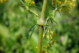 Galium verum. Часть стебля с листьями. Республика Адыгея, г. Майкоп, восточная окраина города, сырой луг. 18.06.2016.