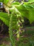 Carpinus betulus