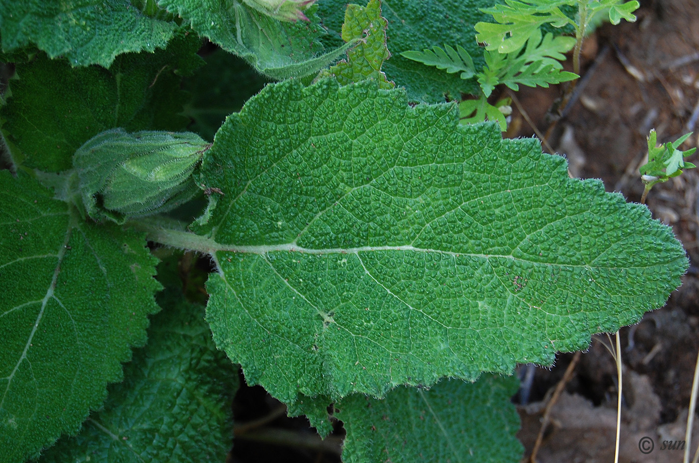 Image of Salvia sclarea specimen.