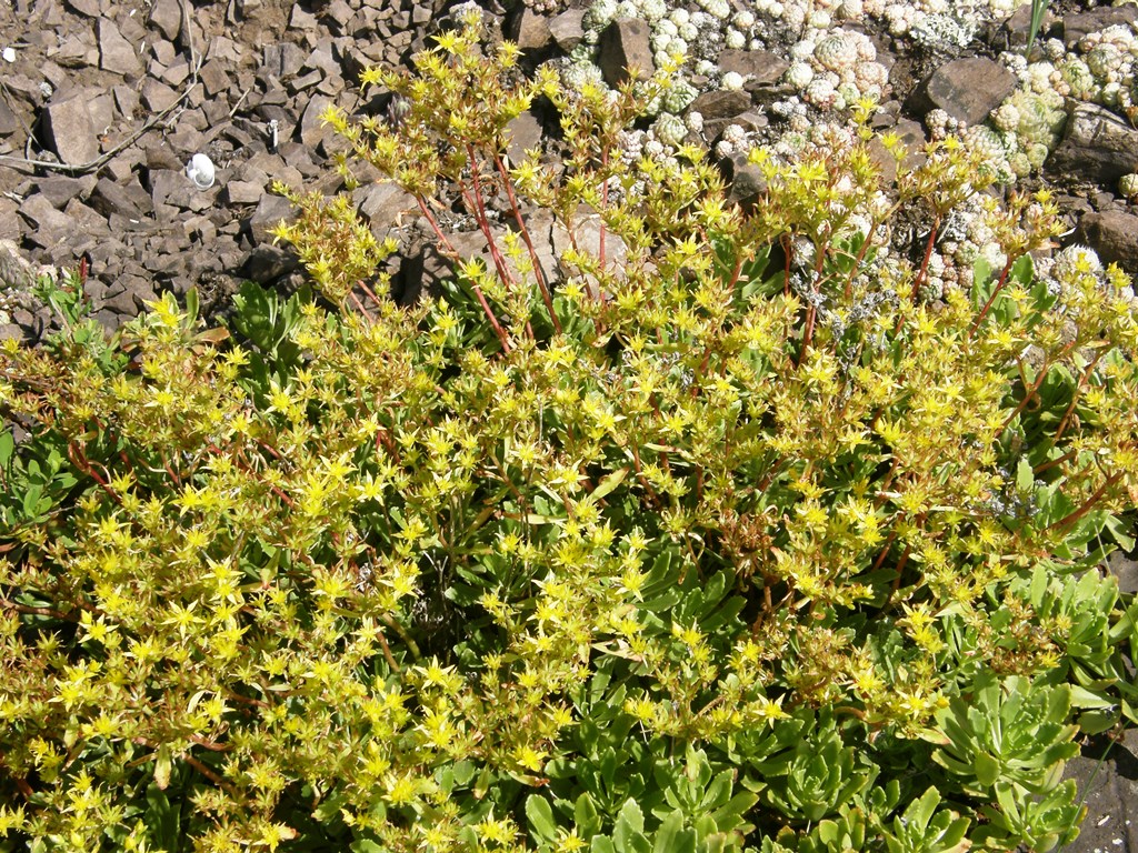 Image of Aizopsis hybrida specimen.