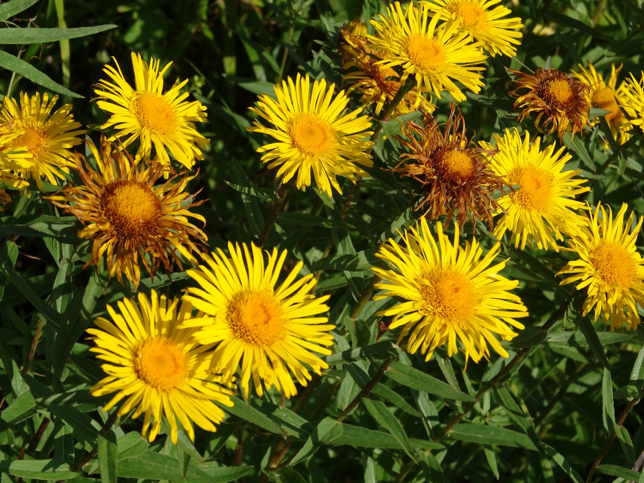 Image of Inula salicina specimen.