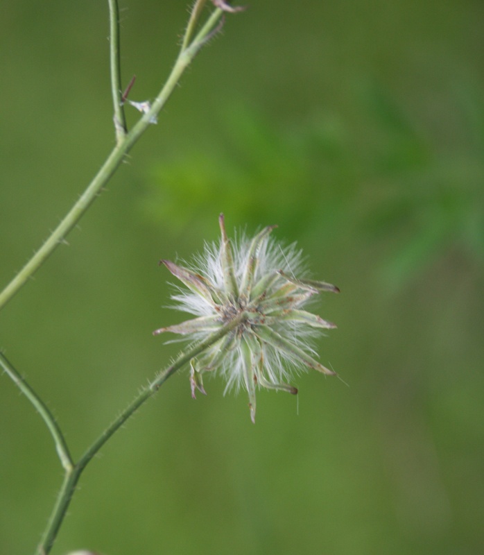 Image of Cicerbita macrophylla specimen.