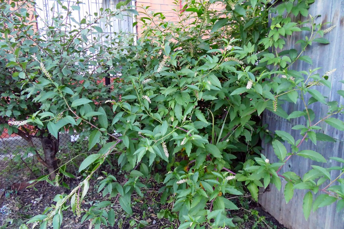 Image of Phytolacca americana specimen.