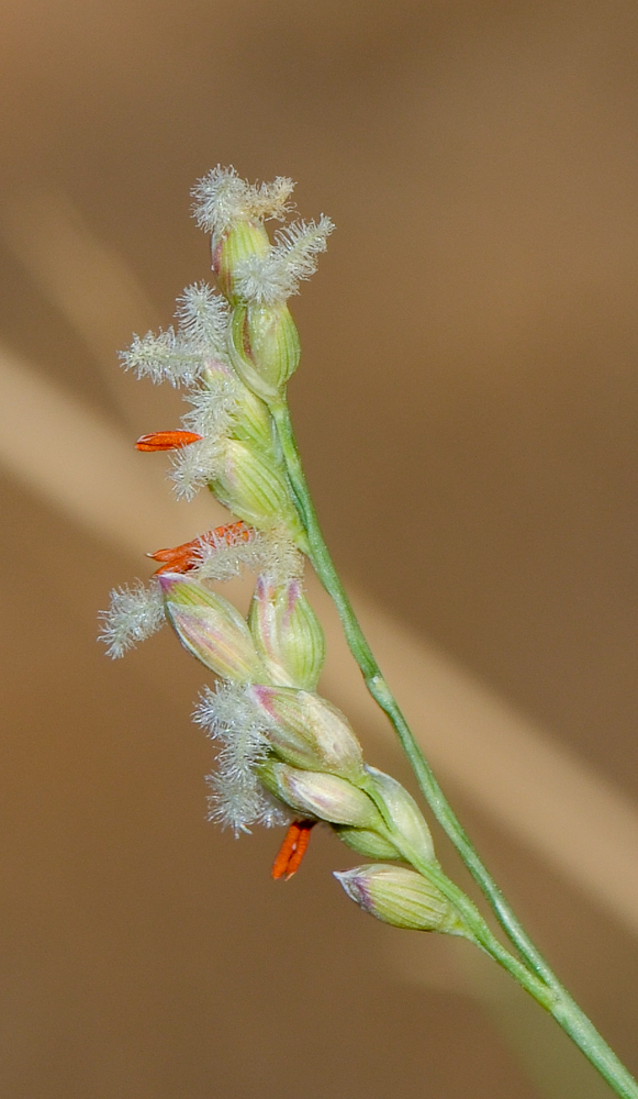 Image of Panicum turgidum specimen.