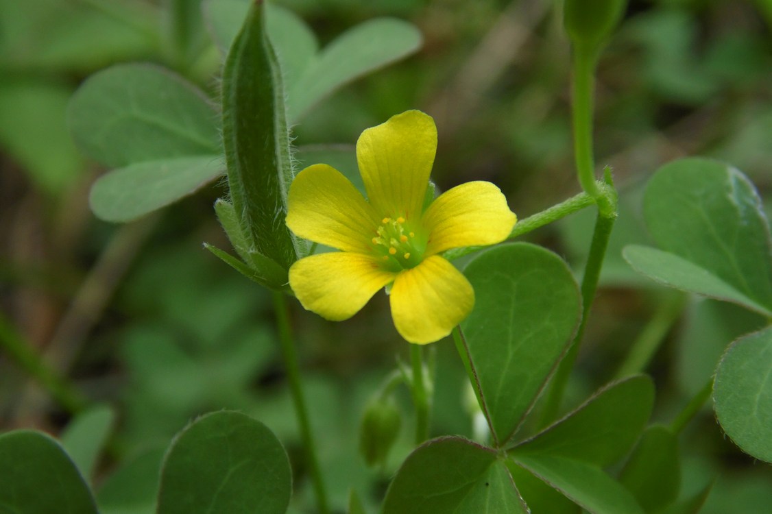 Изображение особи Oxalis dillenii.