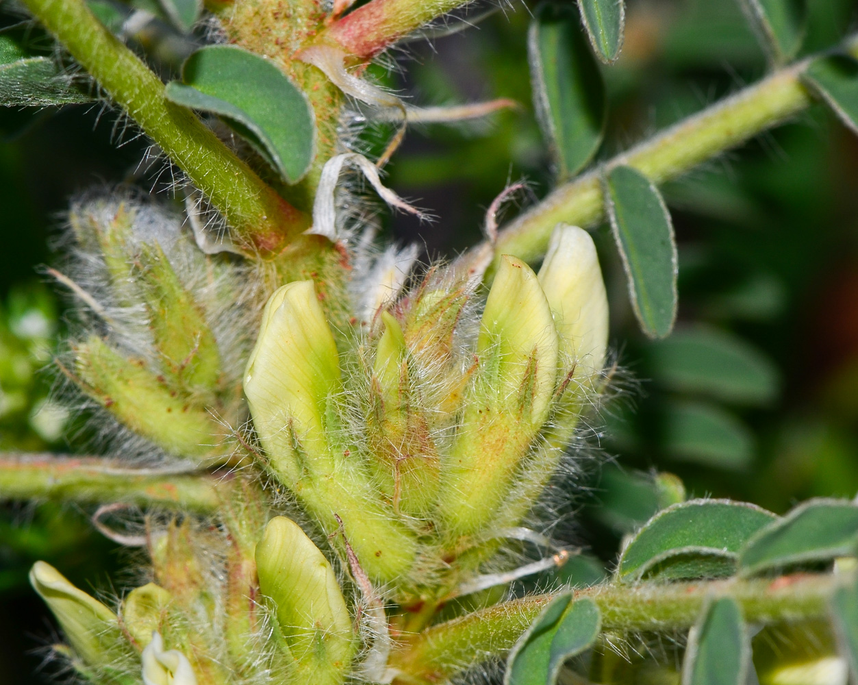 Image of Astragalus aleppicus specimen.