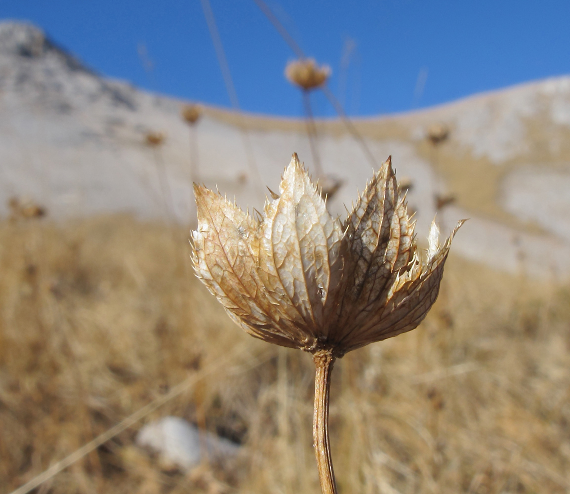 Изображение особи Astrantia maxima.