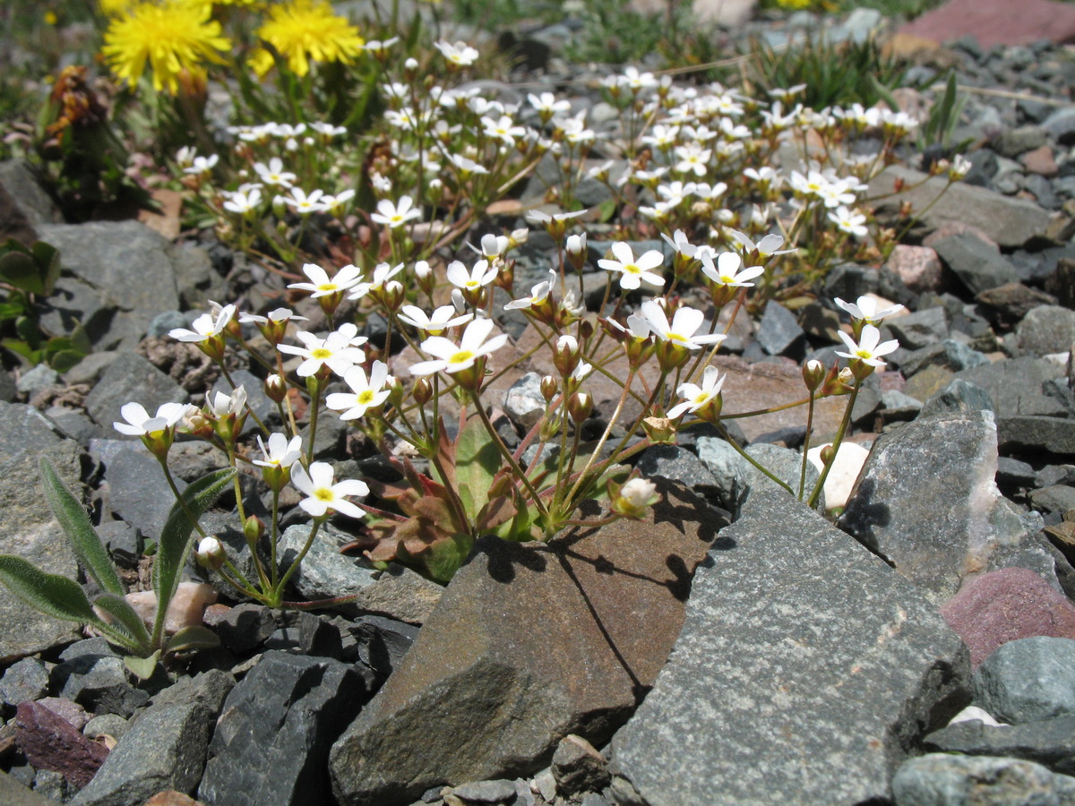 Image of Androsace fedtschenkoi specimen.