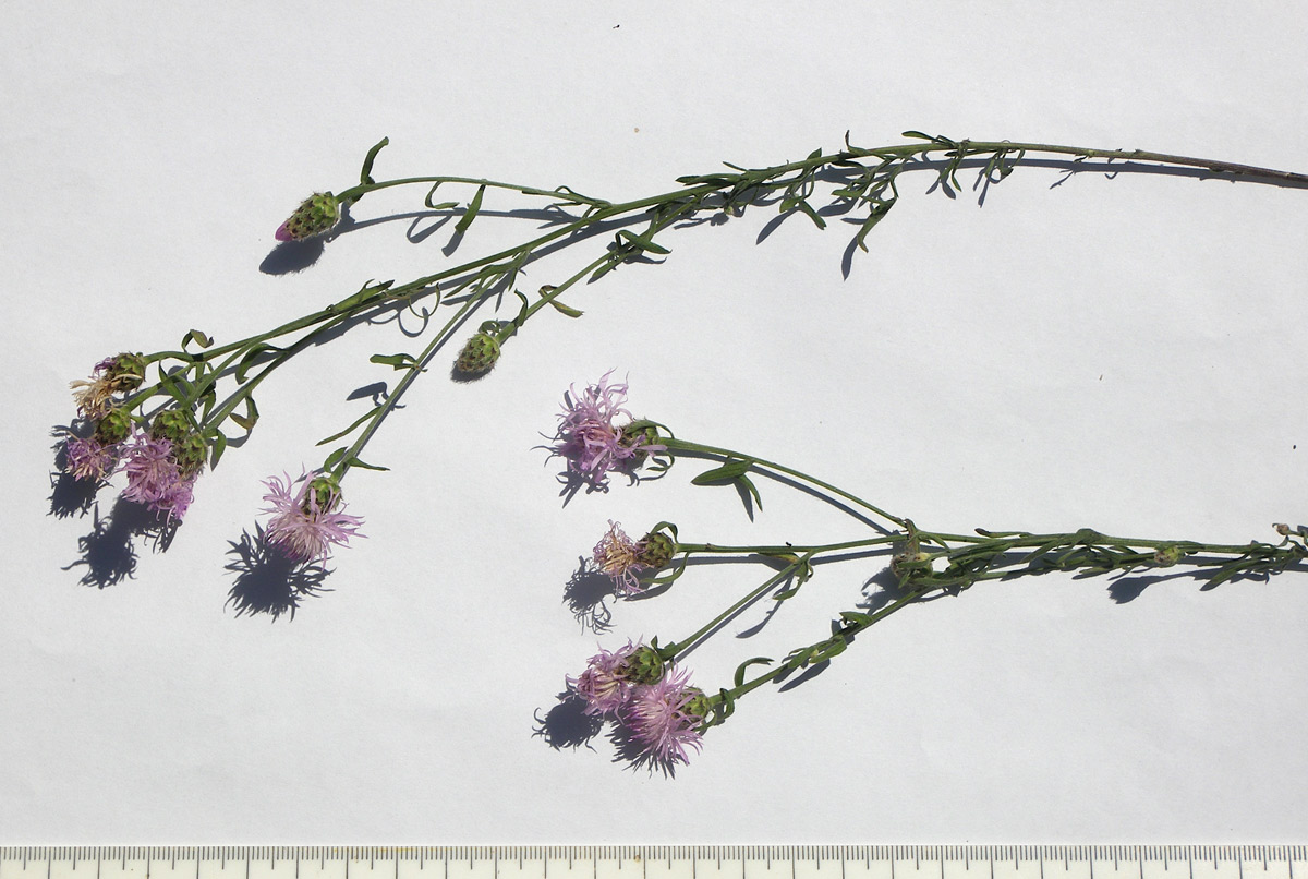 Image of Centaurea biebersteinii specimen.