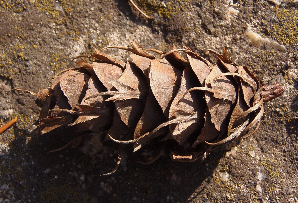 Изображение особи Pseudotsuga menziesii.