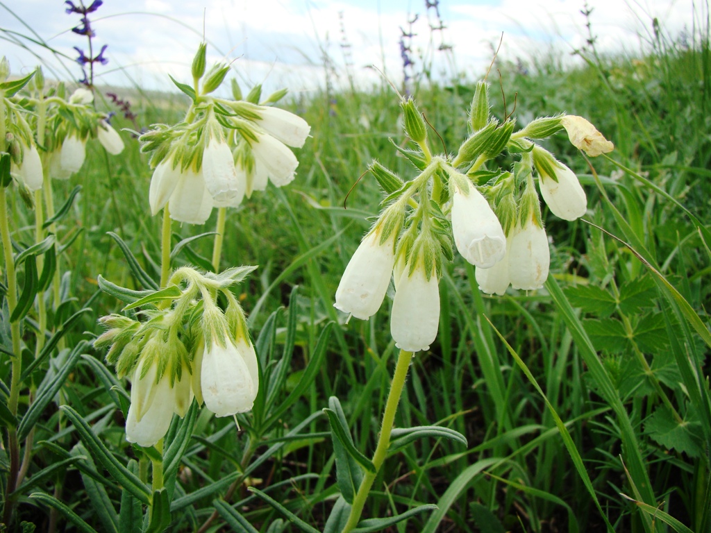 Image of Onosma volgensis specimen.