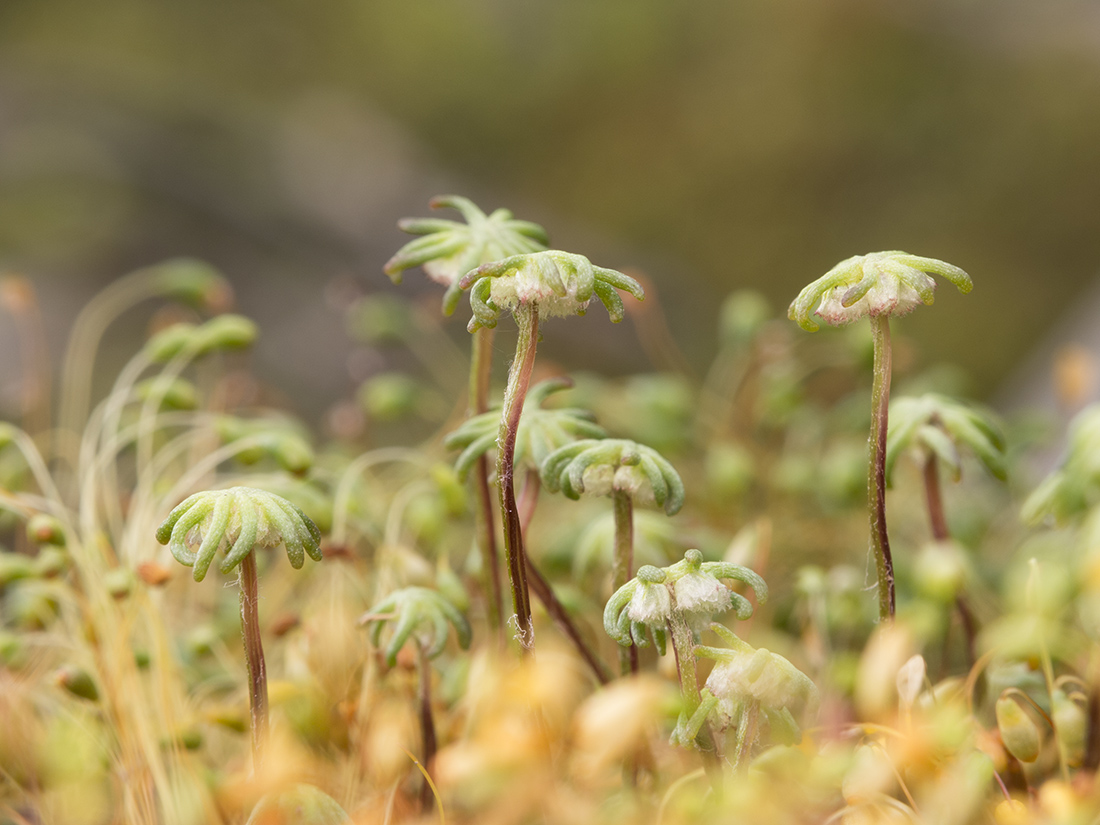 Image of Marchantia polymorpha specimen.