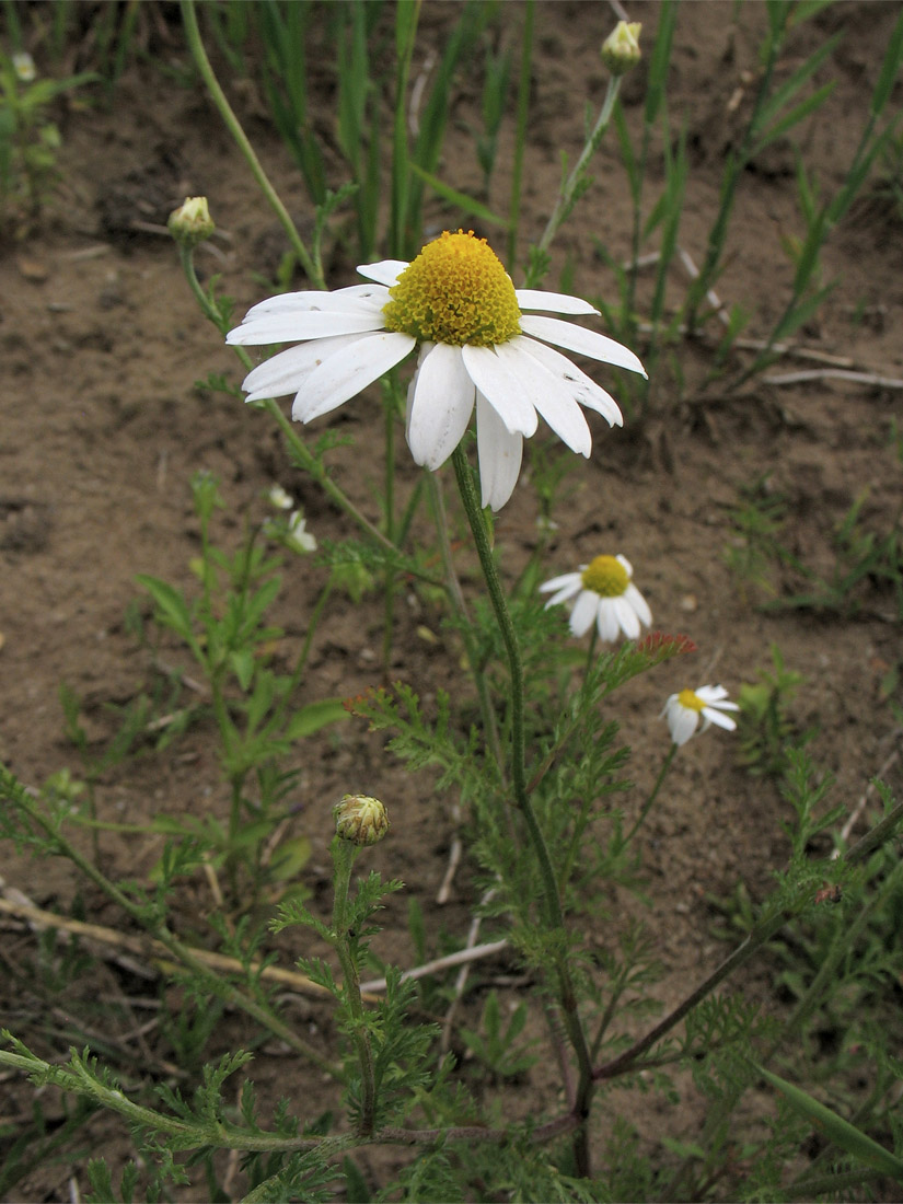 Image of Anthemis arvensis specimen.