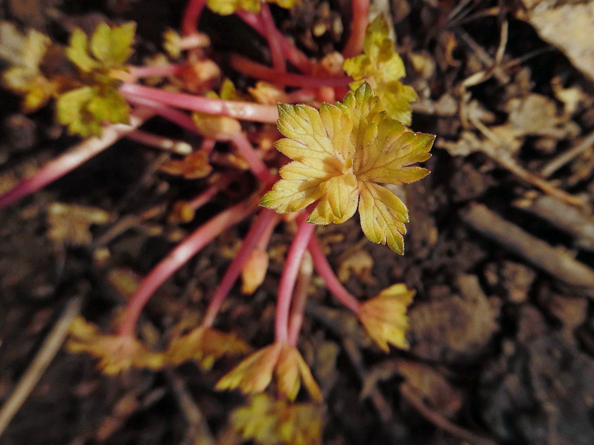 Image of Geranium sibiricum specimen.