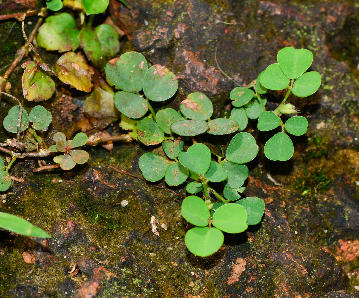 Image of Desmodium triflorum specimen.