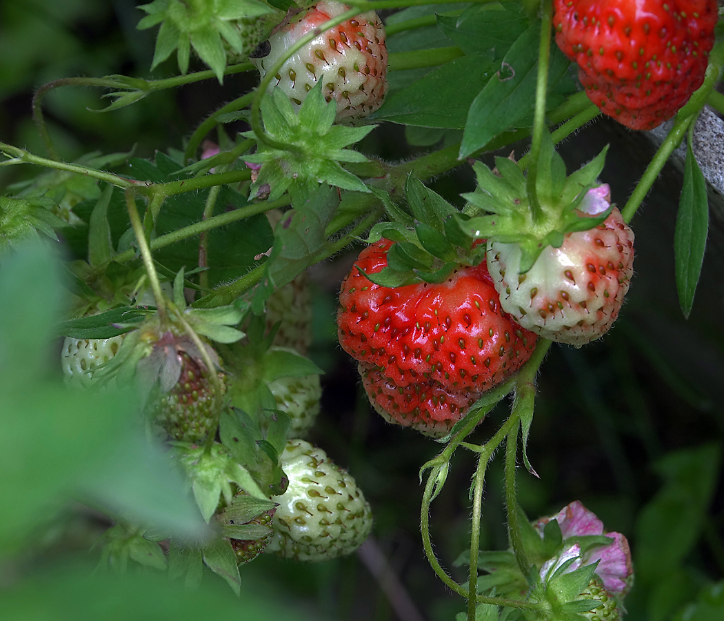 Image of Fragaria &times; ananassa specimen.