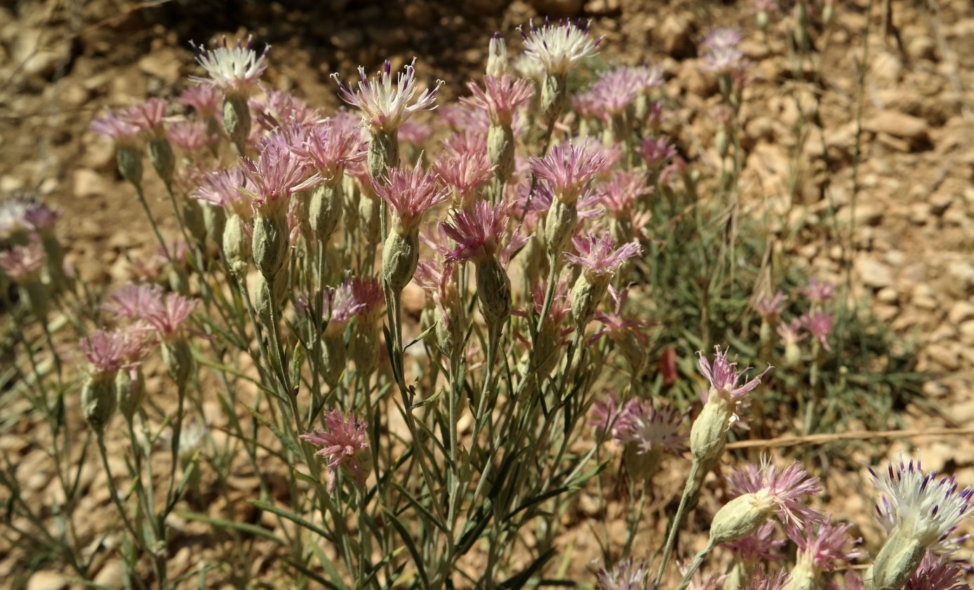 Image of Jurinea stoechadifolia specimen.