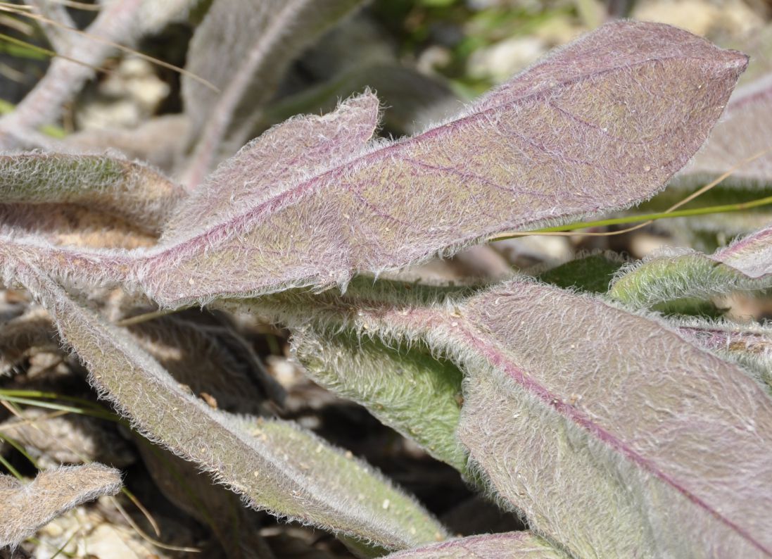 Image of Hieracium pannosum specimen.