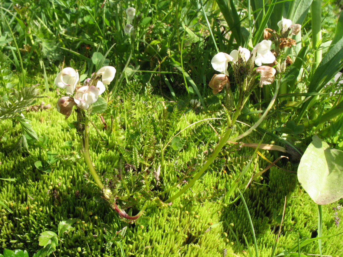 Изображение особи Pedicularis rhinanthoides.